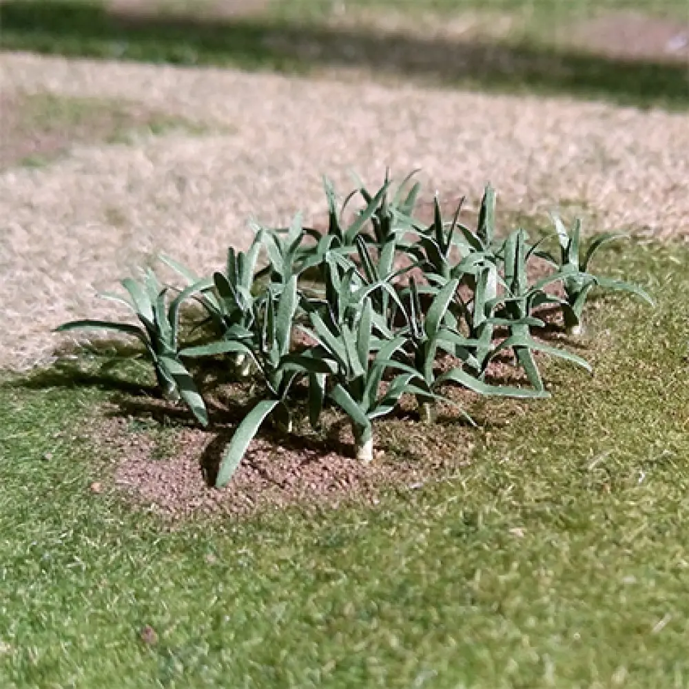 00985 Leeks (12/pack)